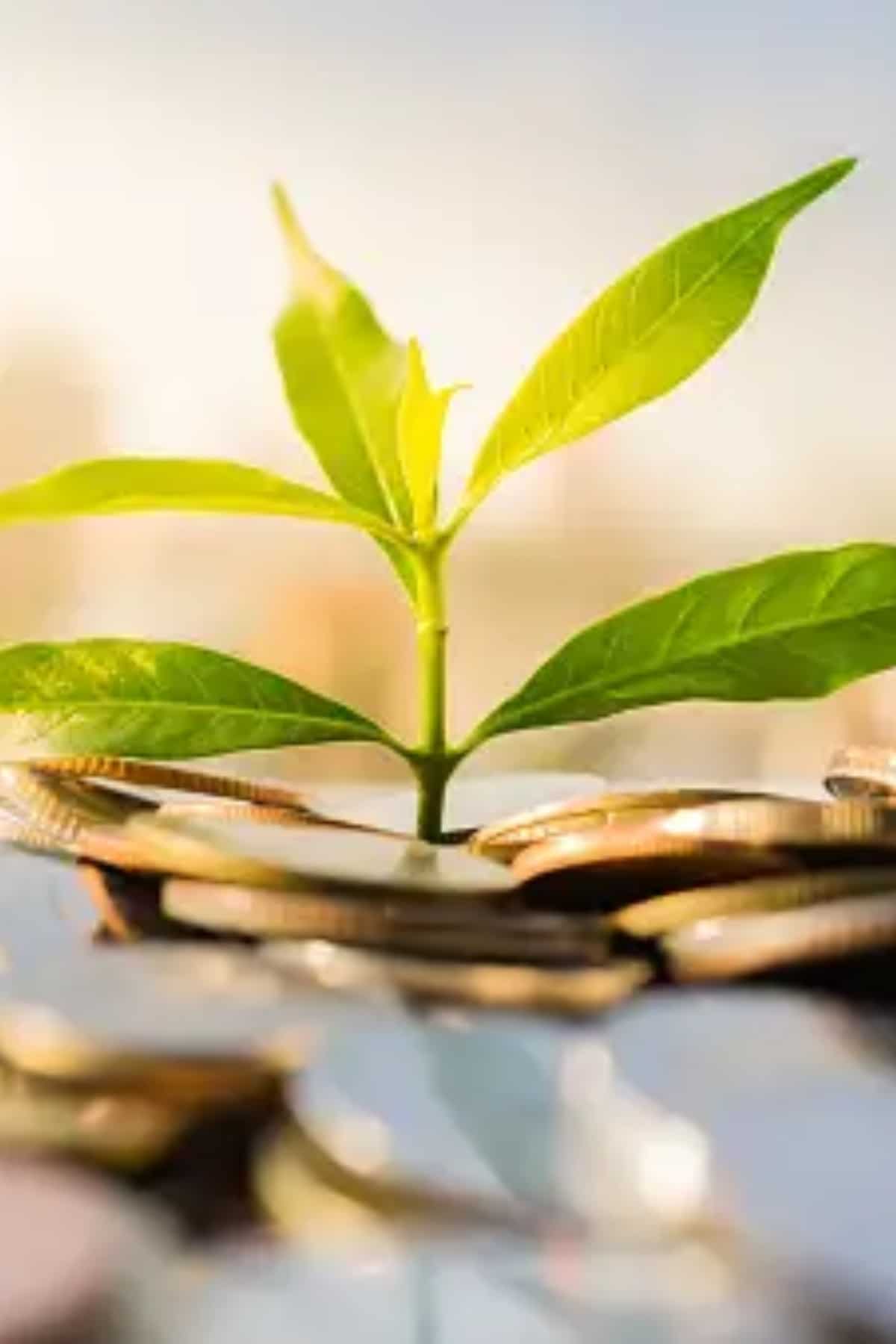 How much will you benefit from investing Rs 1 lakh in a tax-saving FD? Check returns from SBI, PNB, Canara Bank and Post Office