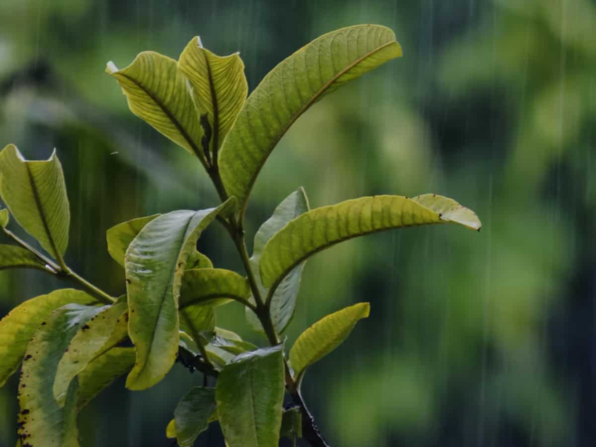 Tamil Nadu