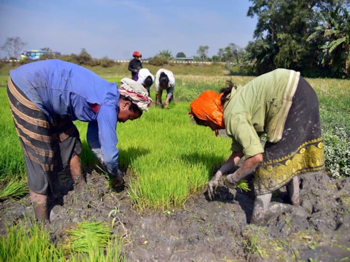 India's kharif crop sowing outpaces previous year figures; paddy, pulses, oilseeds all leading