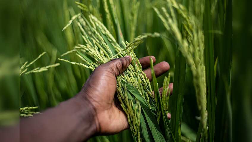 India exports $122.7 million non-basmati white rice during April-May