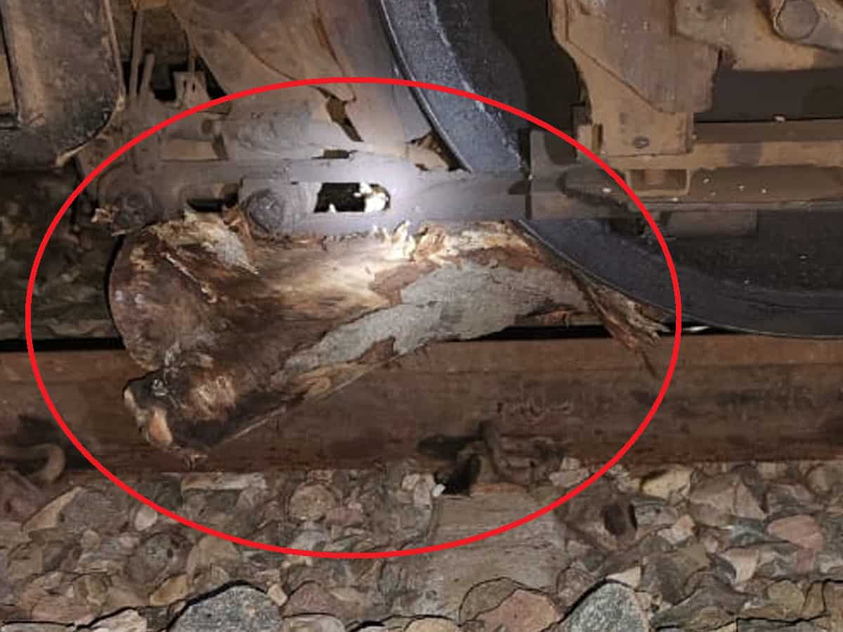 Train derailment avoided as loco pilot spots wooden log on track just in time