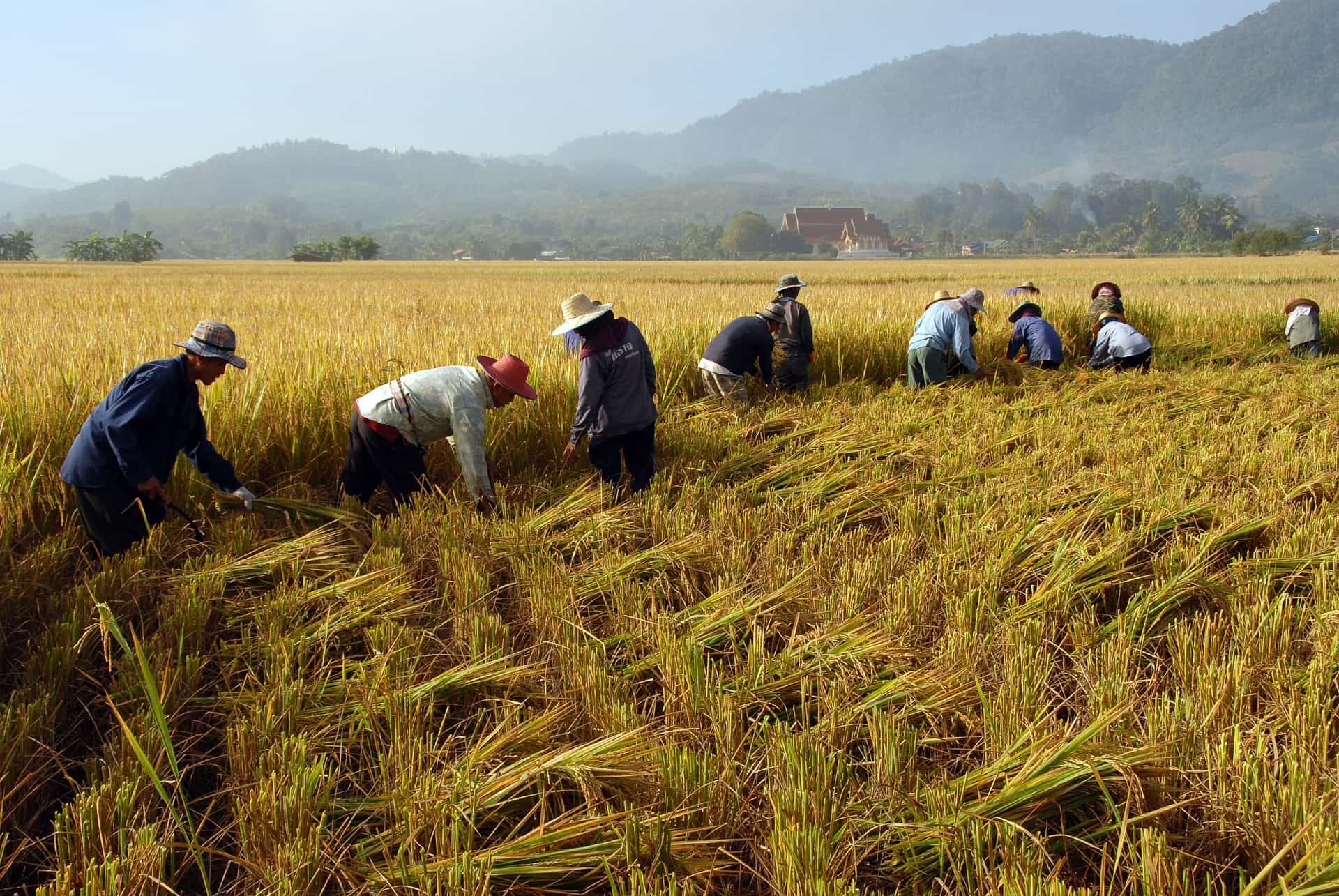 Centre orders insurance firm to pay Rs 225 crore to Maharashtra farmers in a week