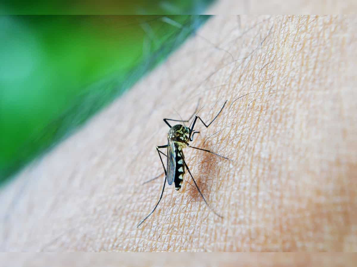 Dengue cases surge in Patna, 75 cases detected in five days