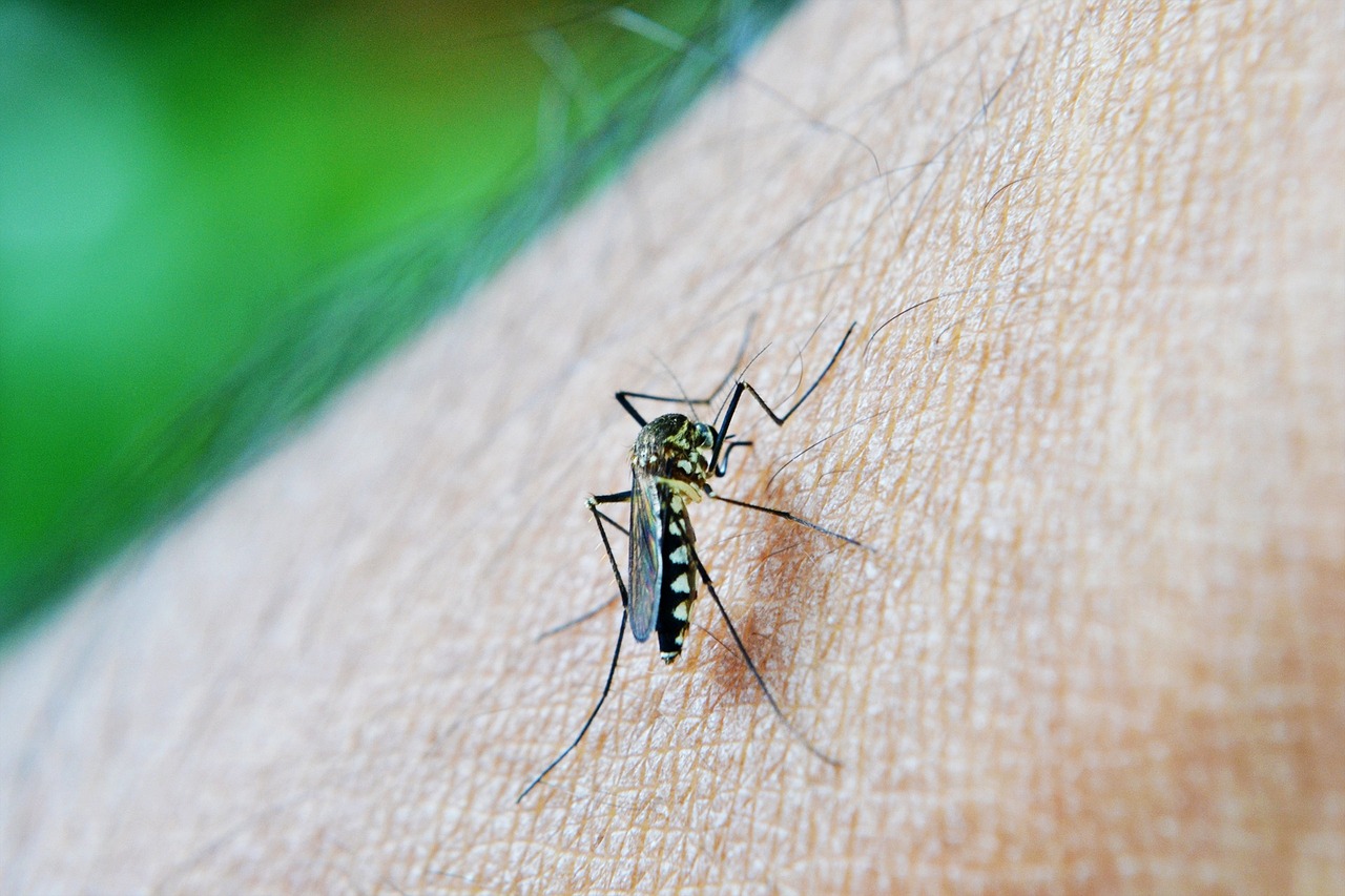 Dengue cases surge in Patna, 75 cases detected