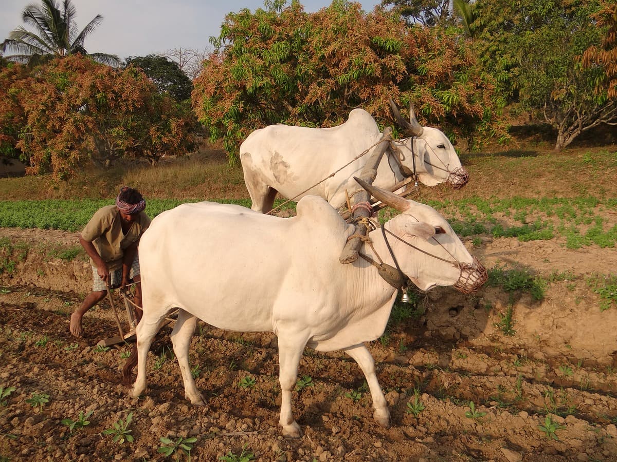 PM-Kisan 18th Instalment 2024: Do not miss the benefits 