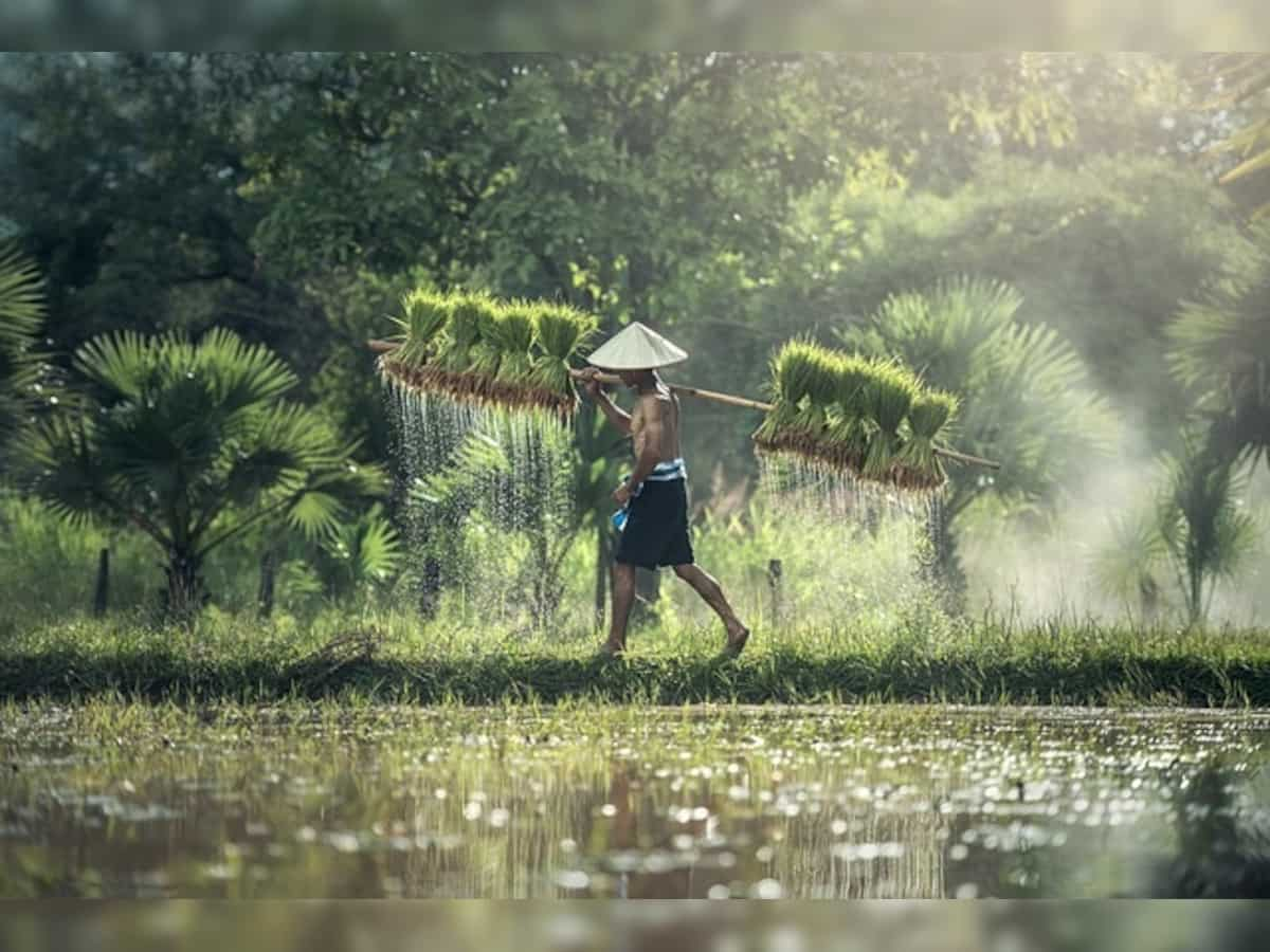 Myanmar's agriculture dept urges cash crop planting in flood-damaged fields