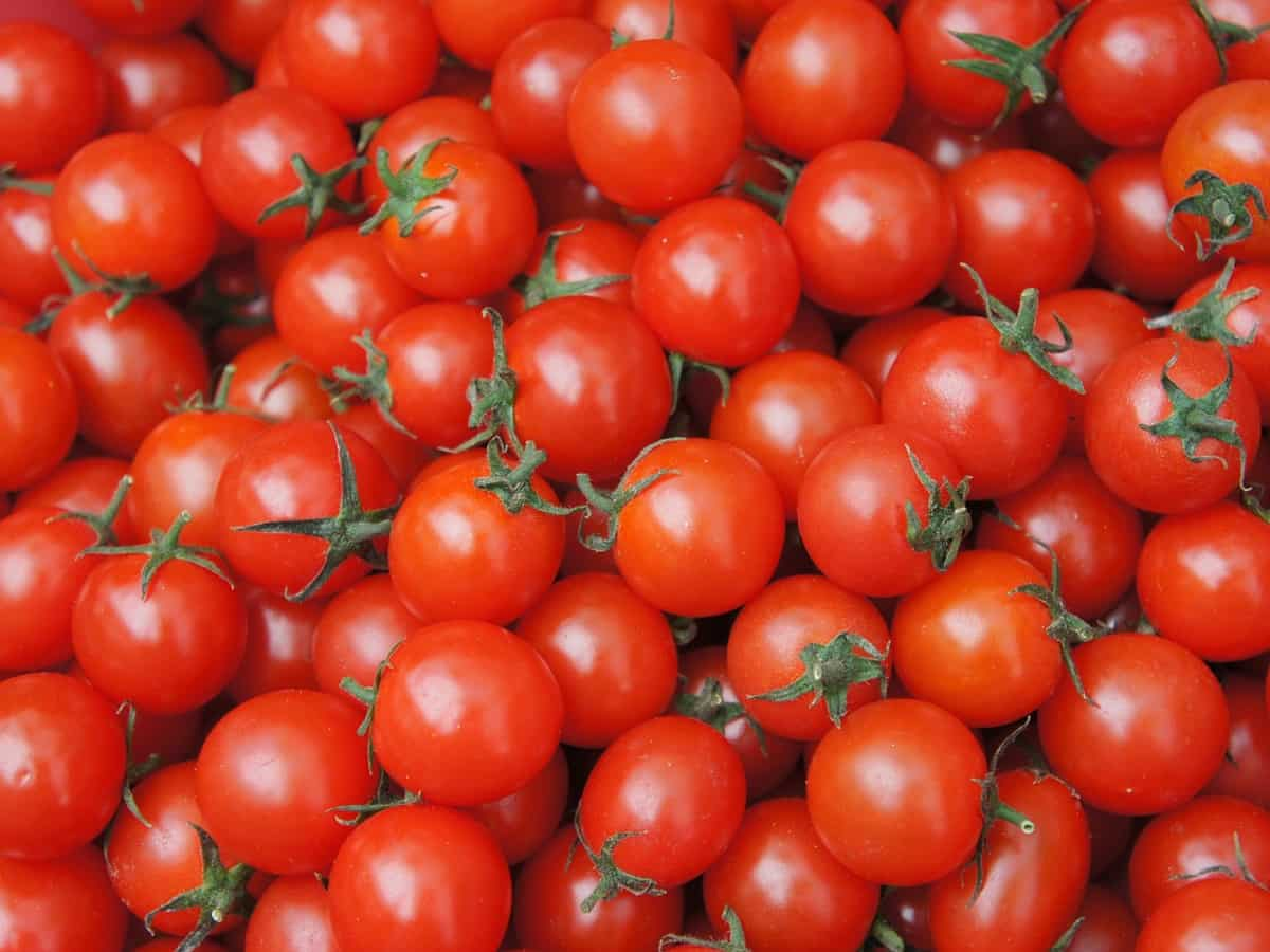 Tomato Price Rise: Centre starts selling tomatoes at subsidised rate - Check rates