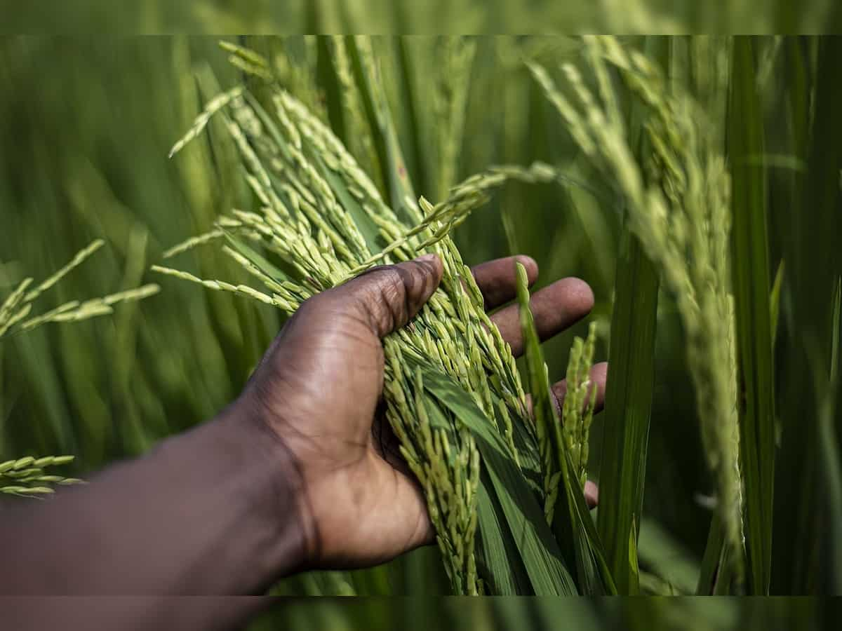 Kharif paddy procurement process running smoothly in Punjab, will procure 185 lakh ton: Centre