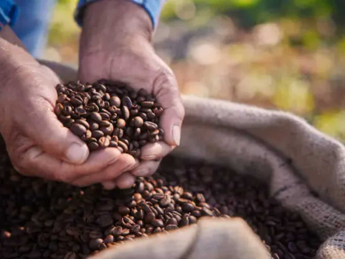 Coffee exports from India up 55% as global demand grows