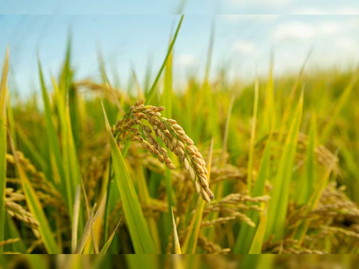 2.62 lakh MT of paddy lifted, 16.37 lakh MT procured so far: Punjab Food Minister Lal Chand Kataruchak