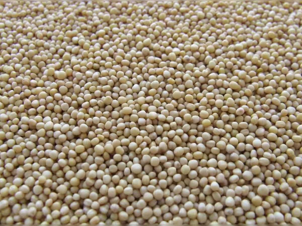 Guar seed futures reduce amid ample supplies