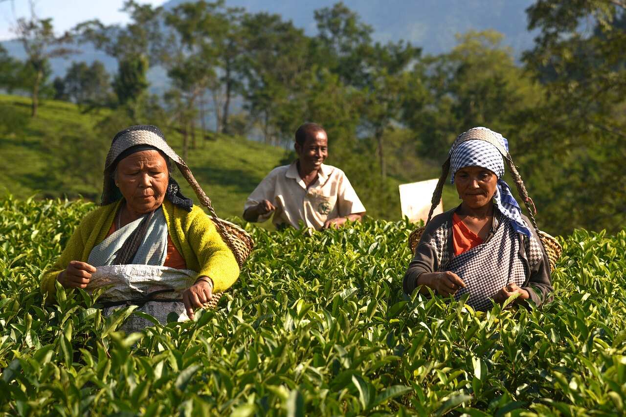 DTA urges Union Commerce ministry to ensure quality checks for tea from Nepal