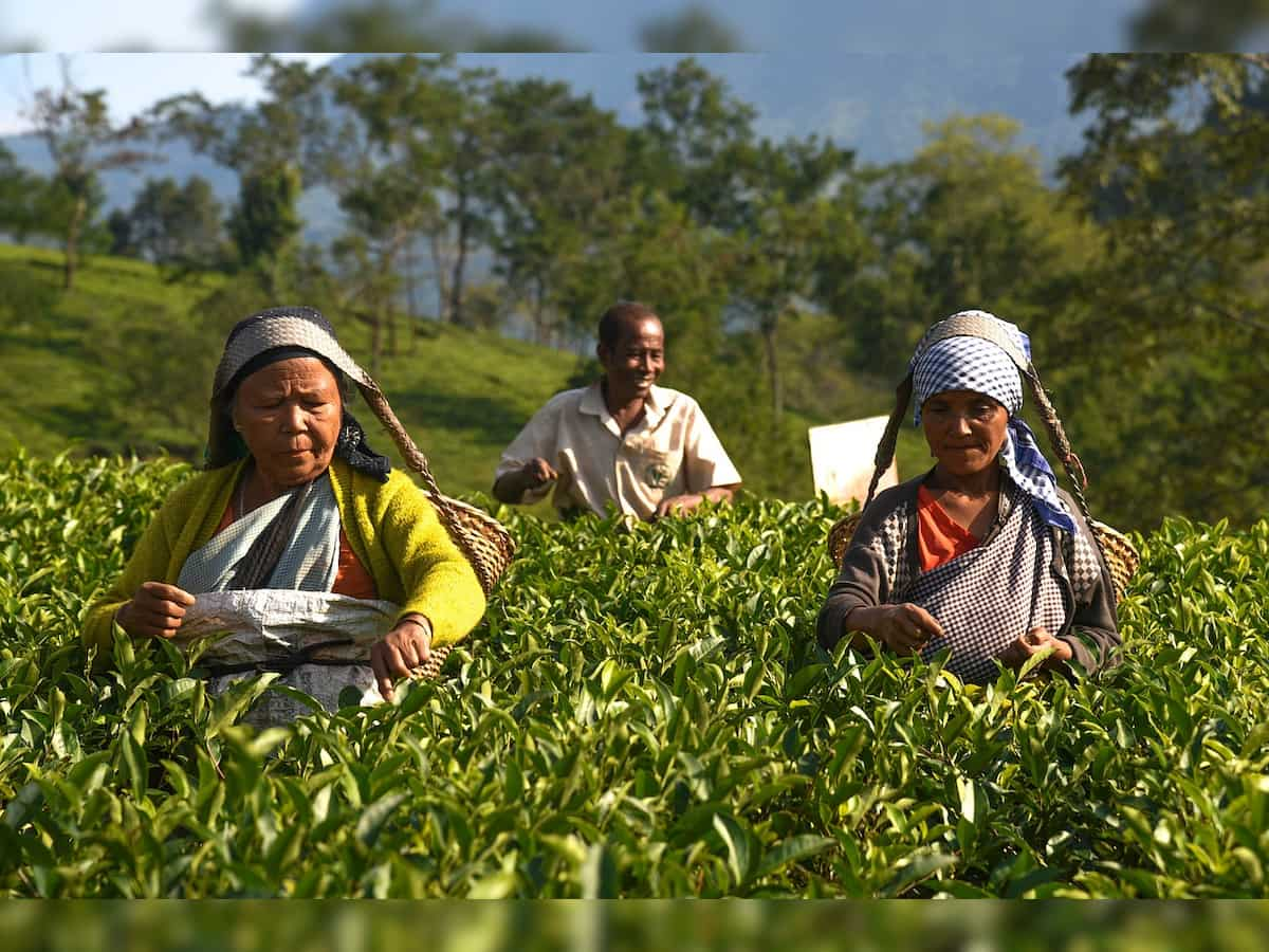 DTA urges Union Commerce ministry to ensure quality checks for tea from Nepal