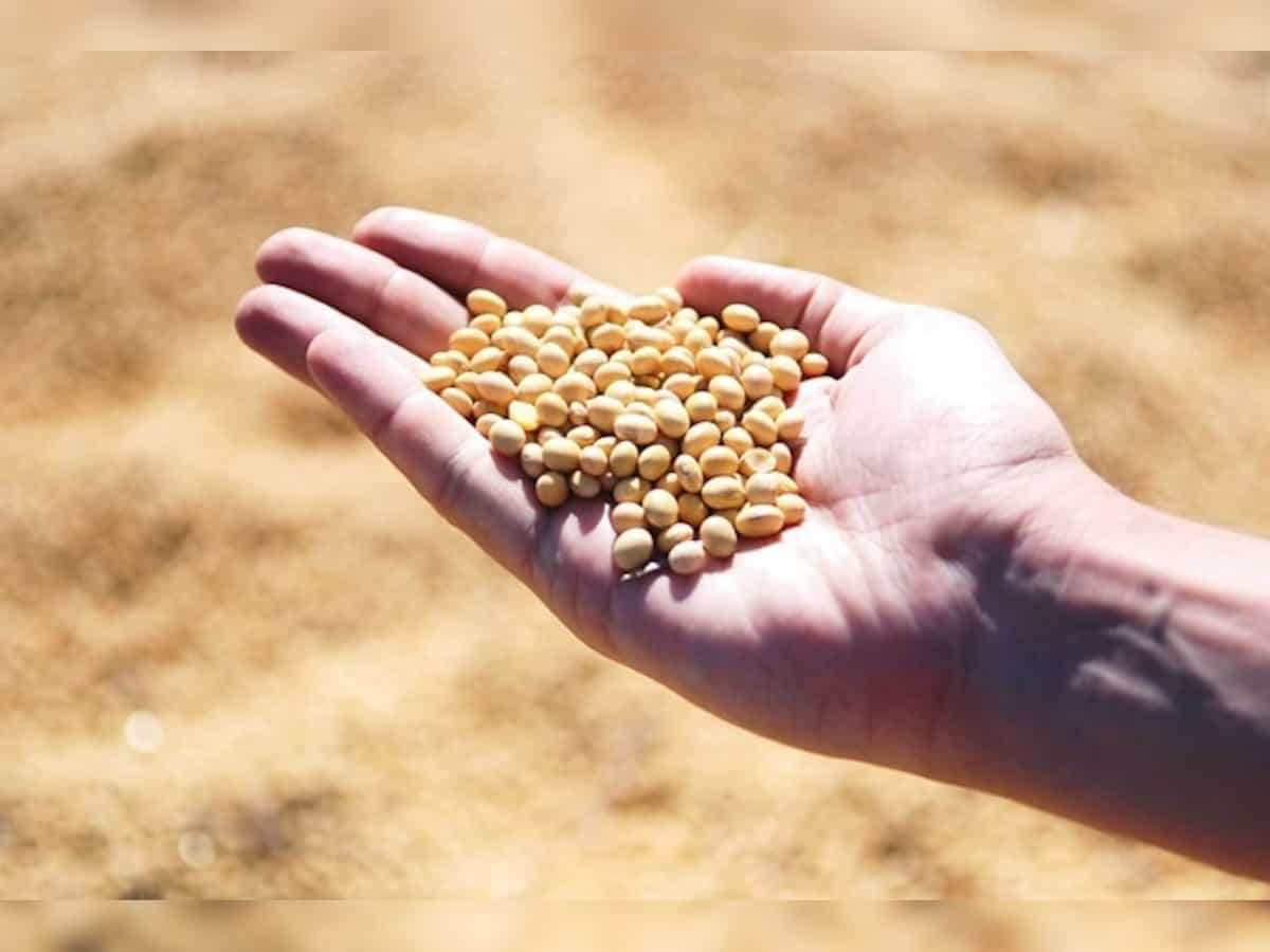 Government eases soybean moisture norms for farmers