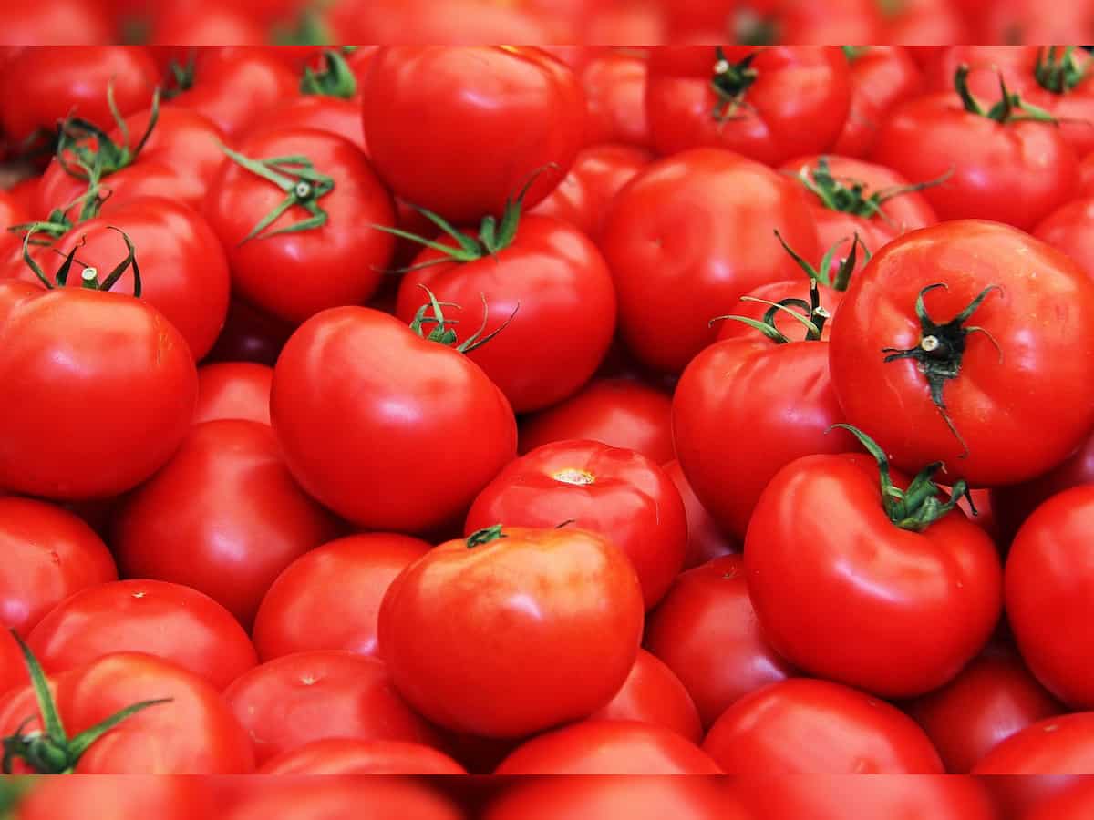 Government provides fund to 28 innovators for addressing sharp volatility in retail prices of tomato