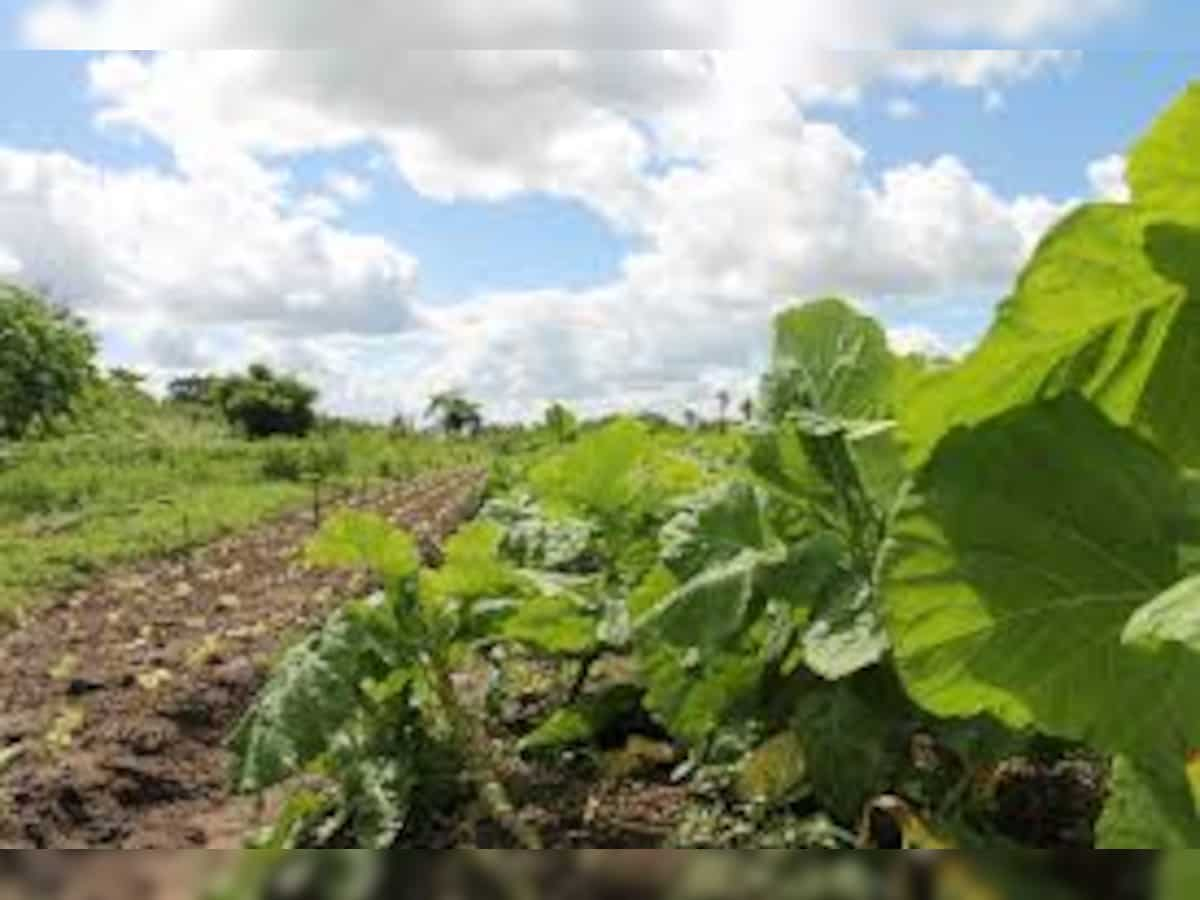 India signs $98 million loan agreement with Asian Development Bank to boost horticulture productivity