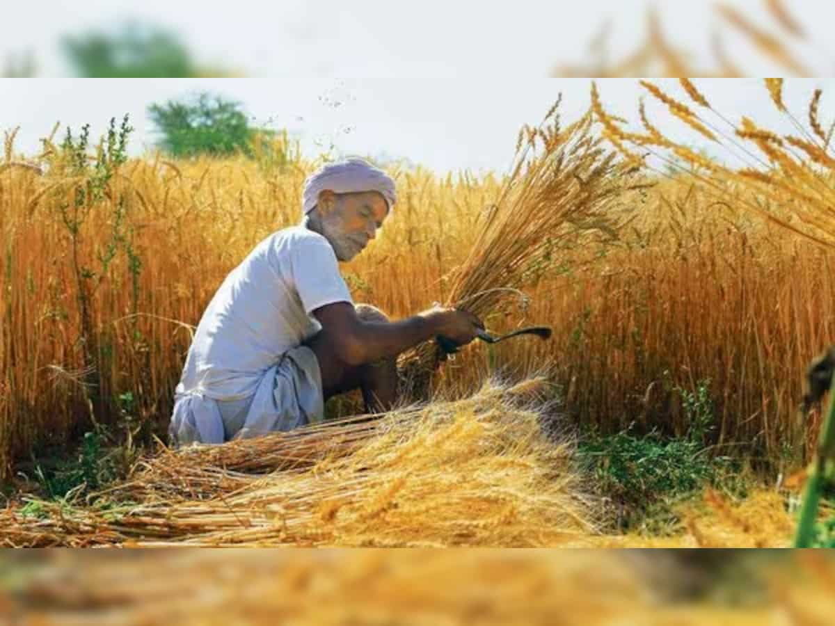 Rabi-season crop sowing crosses 428 lakh hectares, wheat sowing up 6.6% this year: Centre