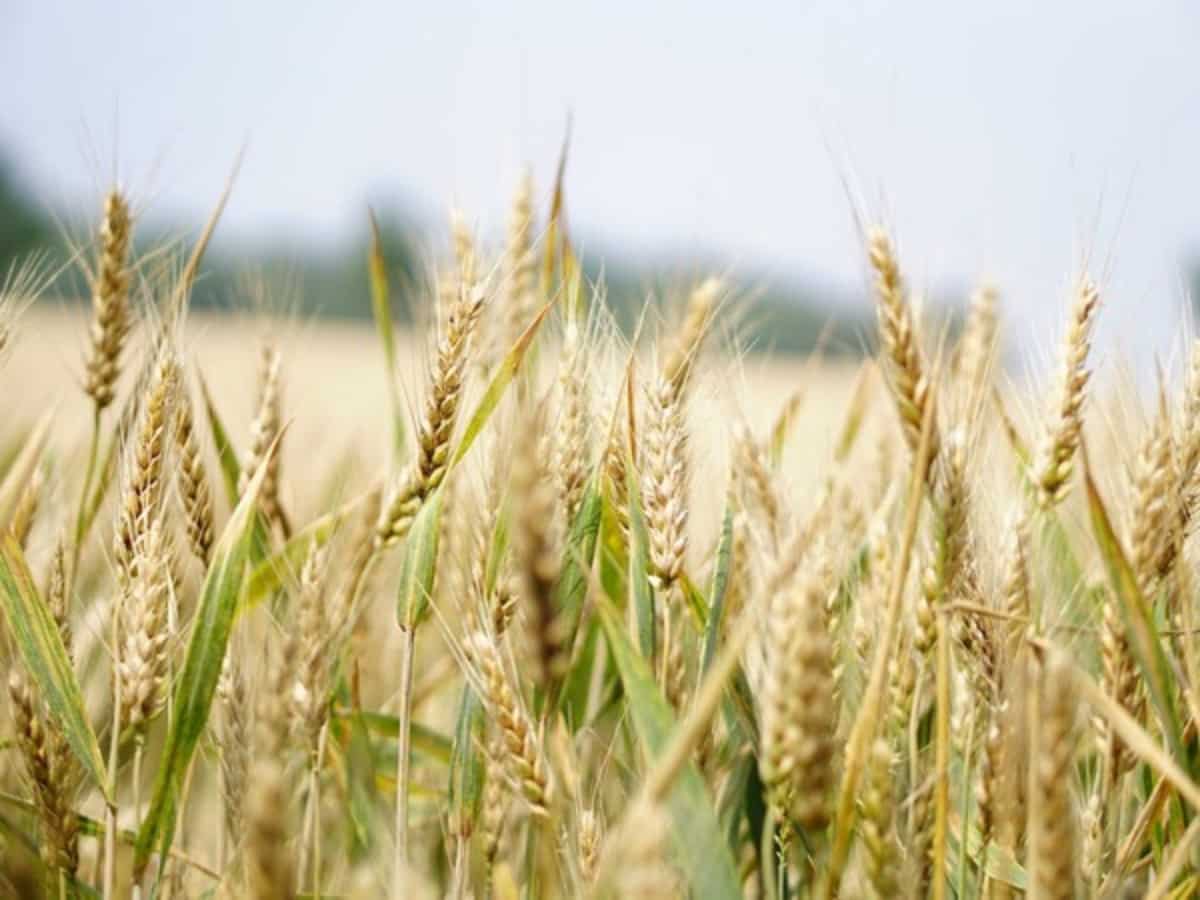 Centre further tightens wheat stock limit for wholesalers, retailers & processors