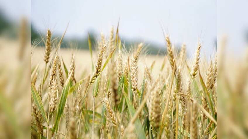Centre further tightens wheat stock limit for wholesalers, retailers & processors