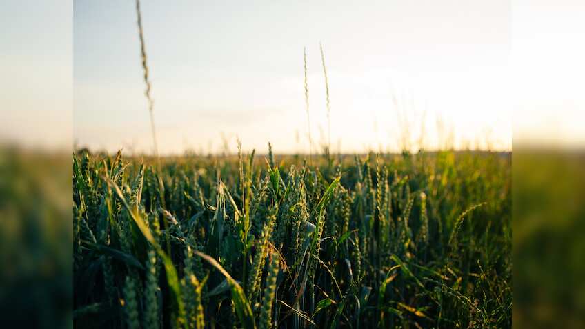 Dhanlaxmi Crop Science soars nearly 100% on NSE SME debut