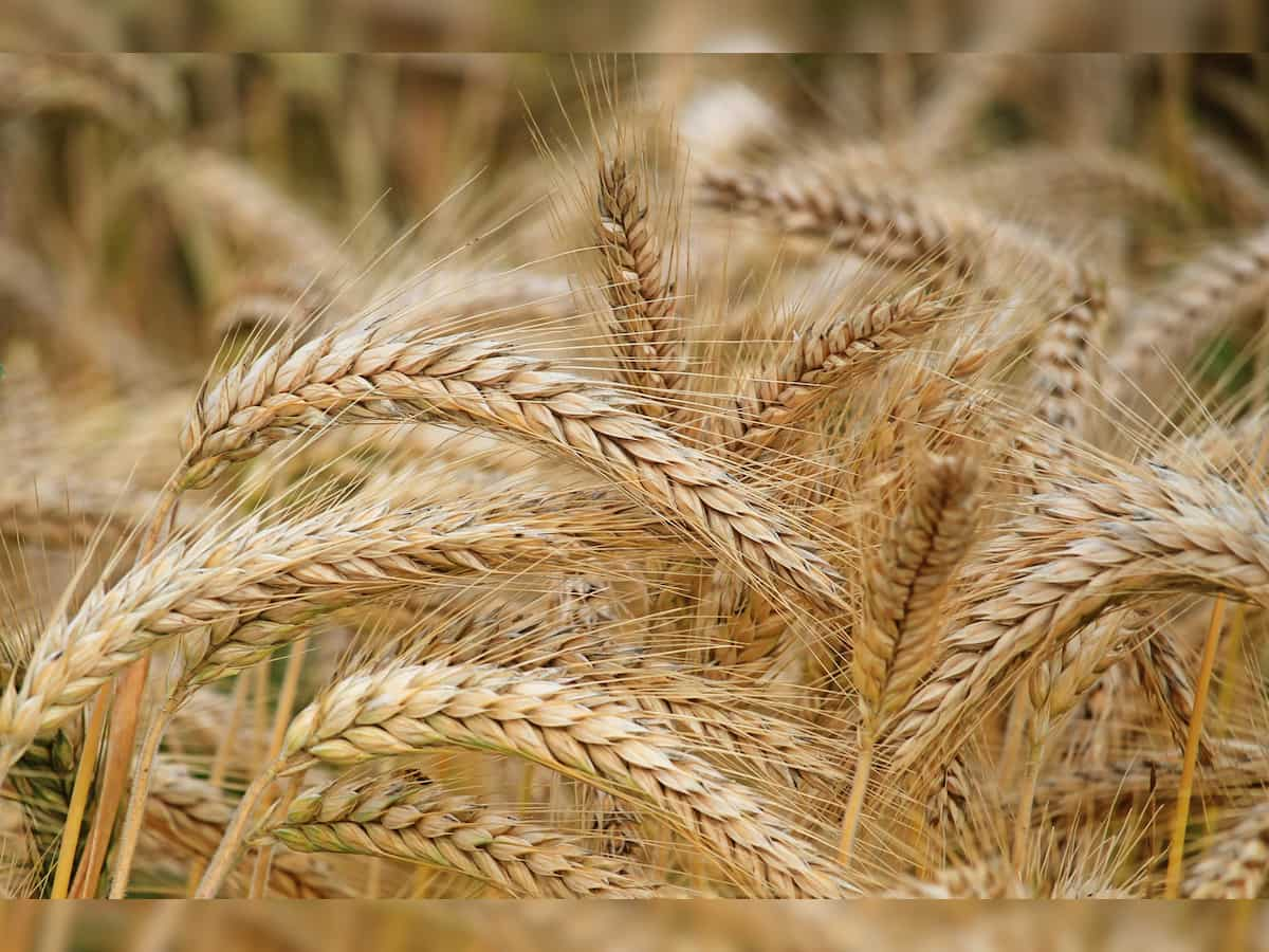 Food Minister reviews wheat procurement plans with 5 states for 2025-26 season