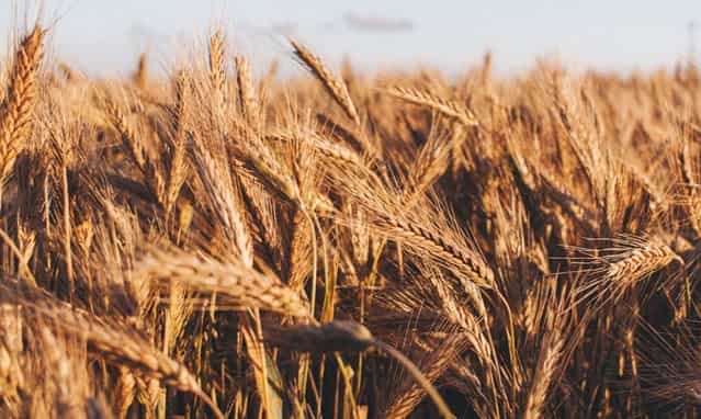 Finances 2025 Expectations: Farming allocation prone to be elevated by 10-12% Finances 2025 Expectations: Farming allocation prone to be elevated by 10-12%