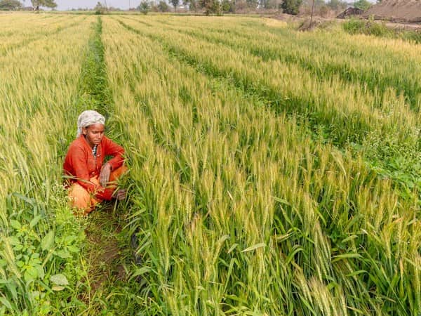 Budget 2025: Government announces PM Dhan-Dhaanya Krishi Yojana, to benefit 1.7 crore farmers 