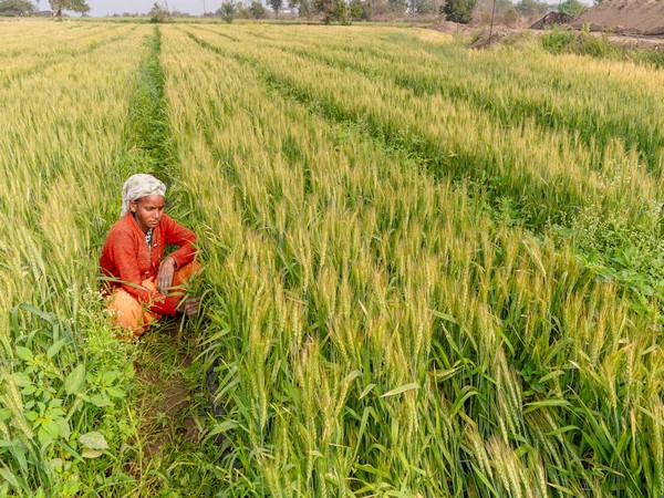 Budget 2025: Government announces PM Dhan-Dhaanya Krishi Yojana, to benefit 1.7 crore farmers