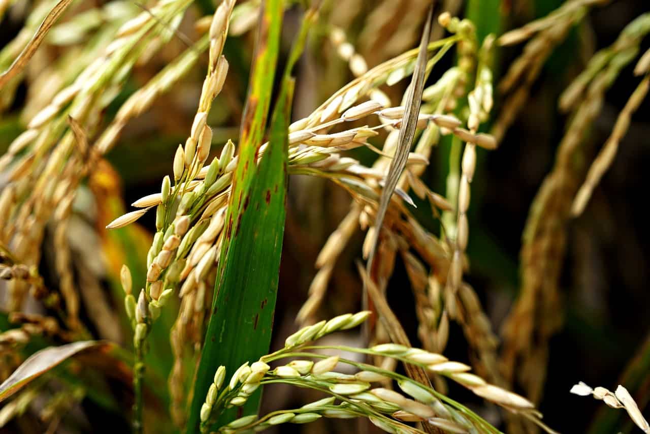 1.7 Crore farmers to benefit from PM Dhan Dhanya Krishi Yojana