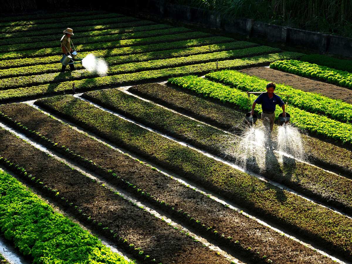 How to apply for Kisan Credit Card