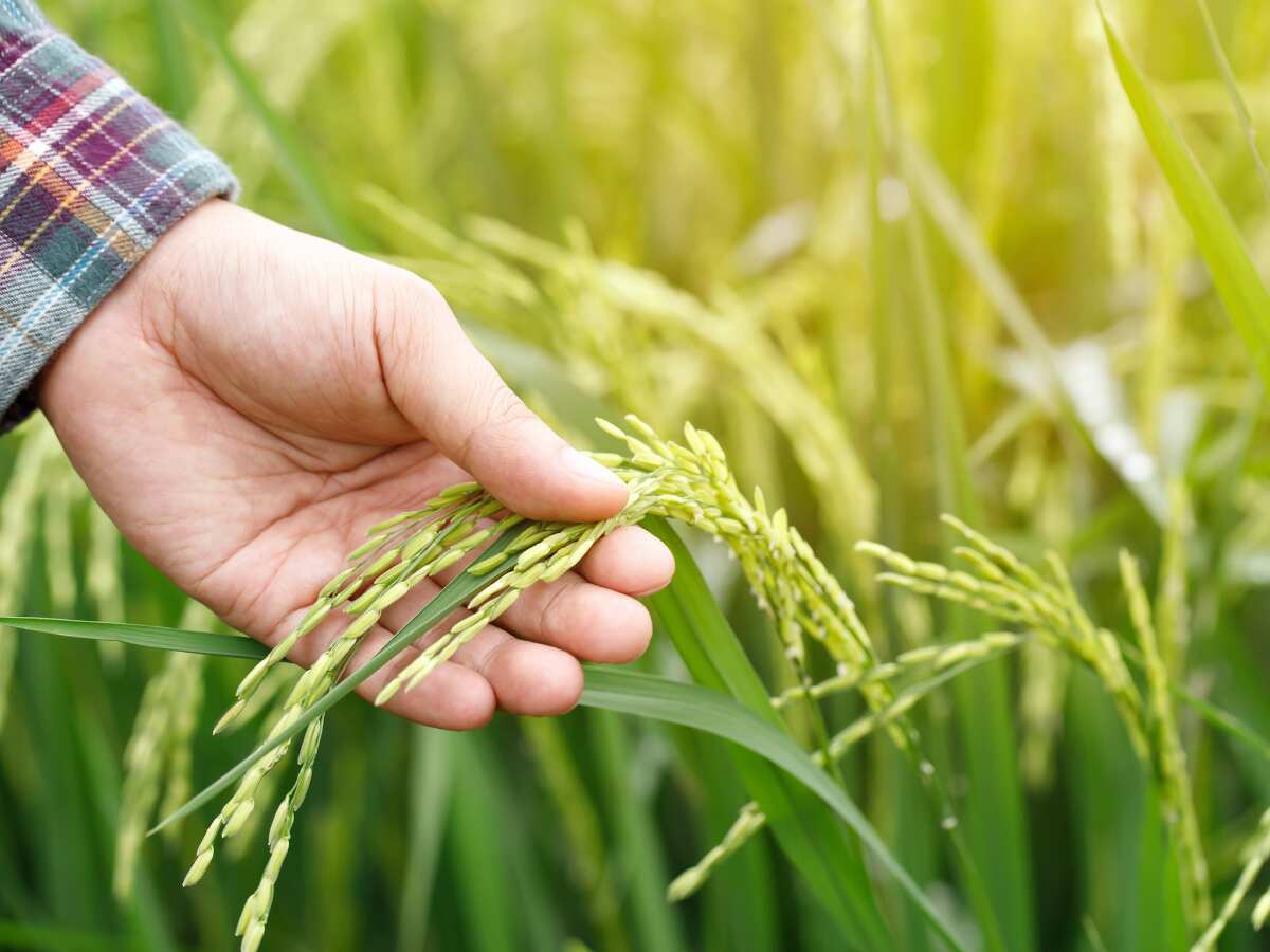 Proof of Land Ownership/Tenancy