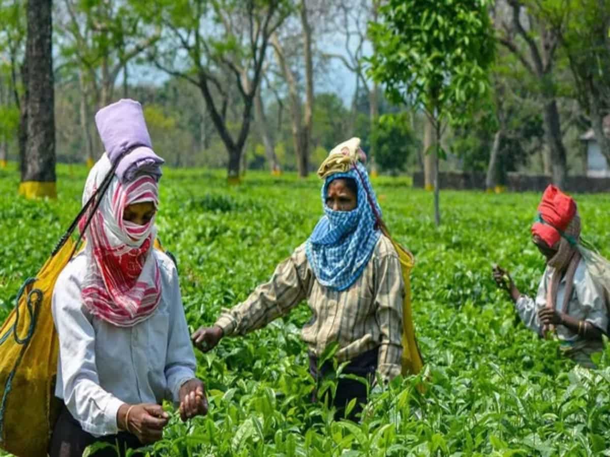 Assam Budget: Ajanta Neog's Rs 2.63 lakh crore plan offers sops to youth, tea garden workers