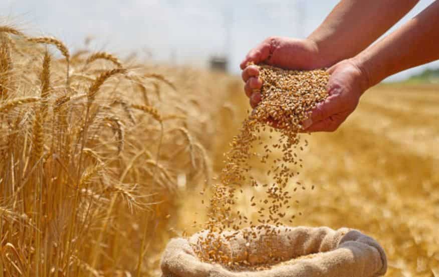 Wheat procurement to begin in UP soon, MSP set at Rs 2,425 per quintal
