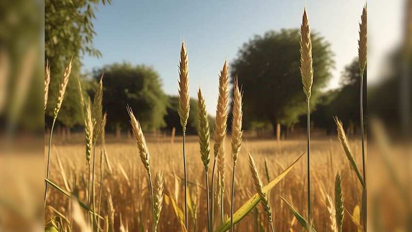 Trading in wheat, chana, mustard seeds, 4 other agri commodities suspended for additional year—Key things to know 