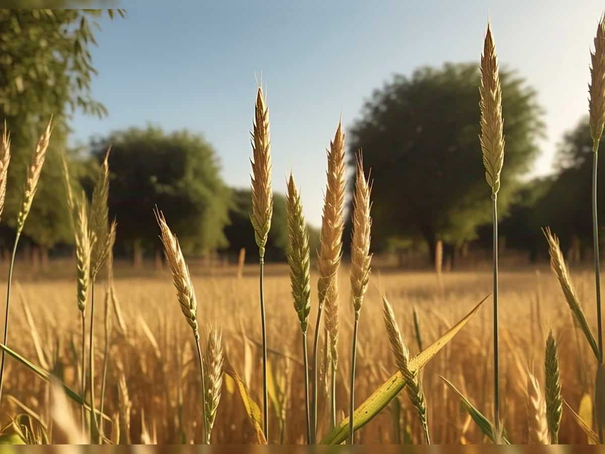 Trading in wheat, chana, mustard seeds, 4 other
