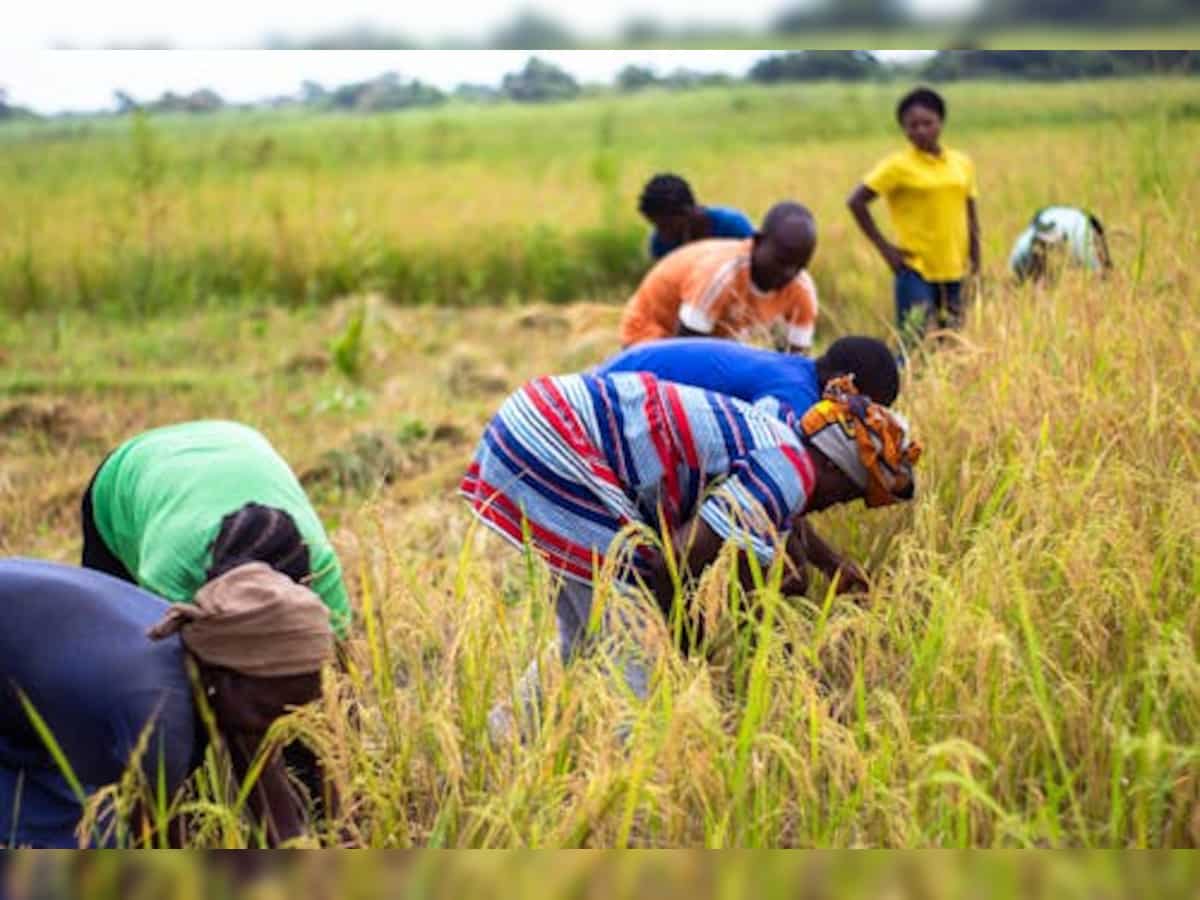 Farmers in Jammu and Kashmir harvest early as