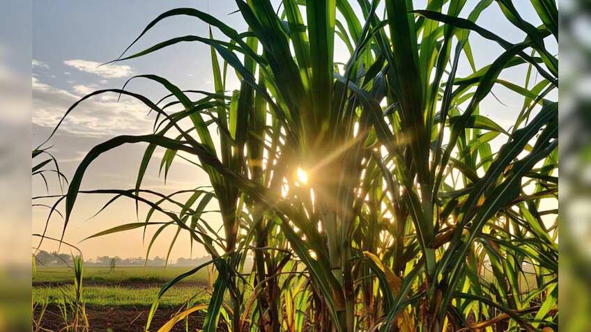Cabinet clears hike in sugarcane price to Rs 355/100 kg—Key things to know