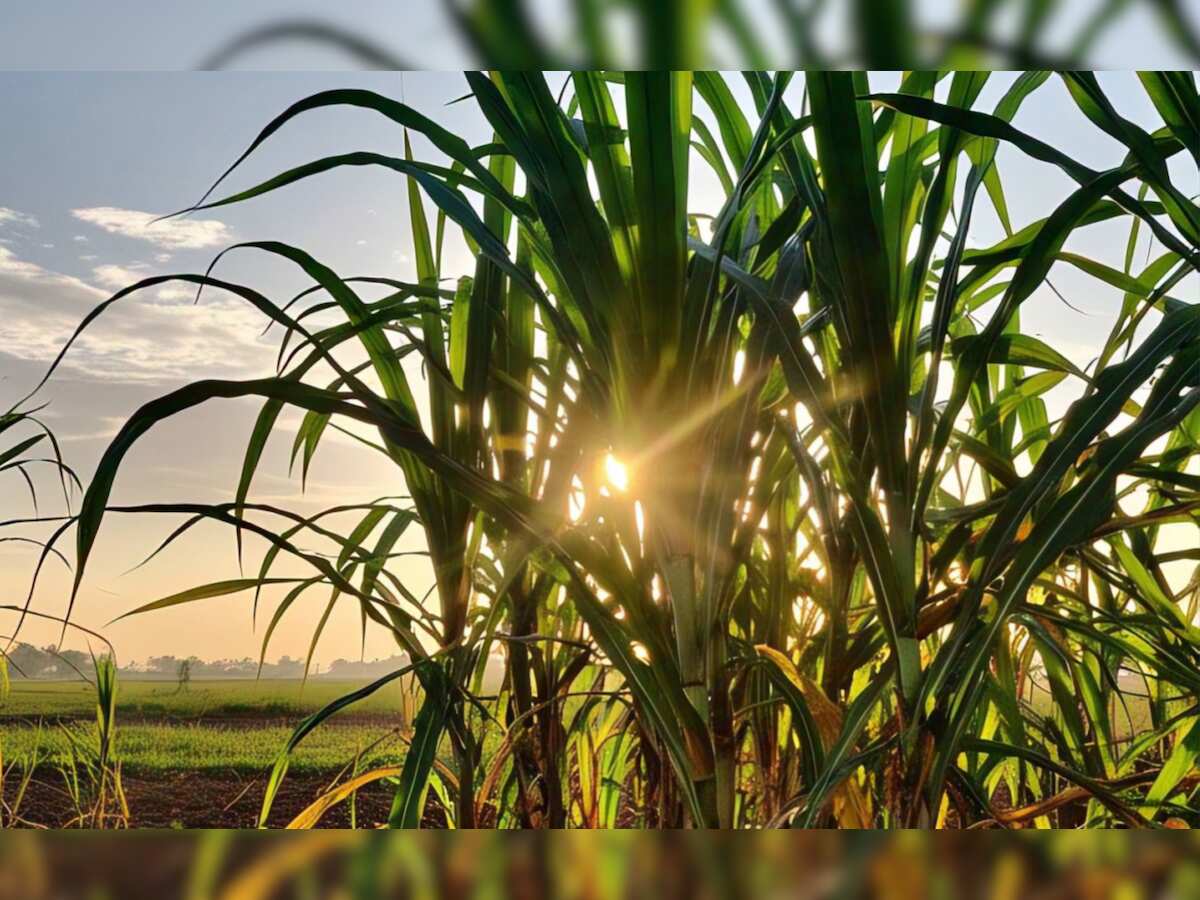 Cabinet clears hike in sugarcane price to Rs