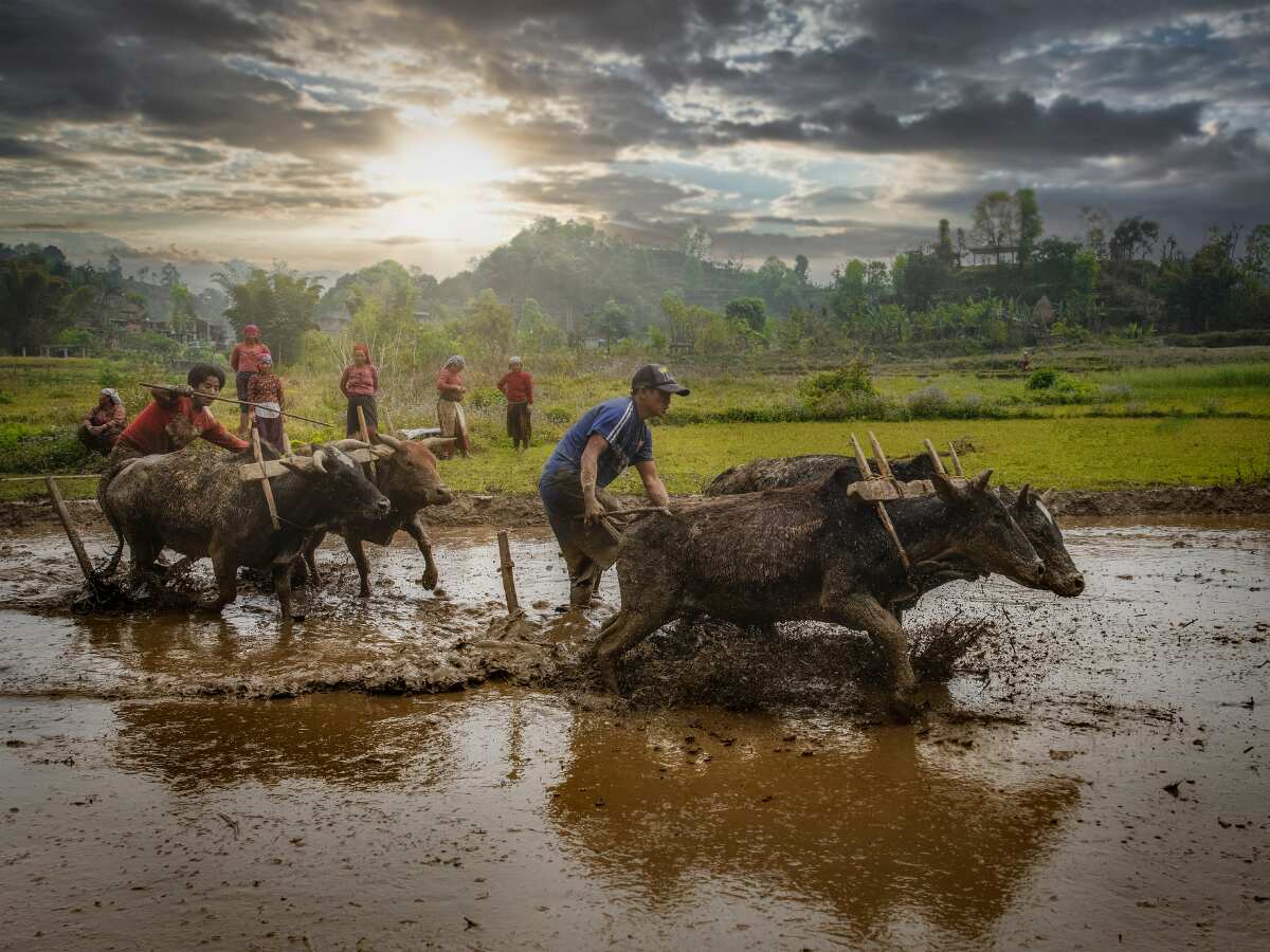 PM Kisan Yojana: Helpline Number