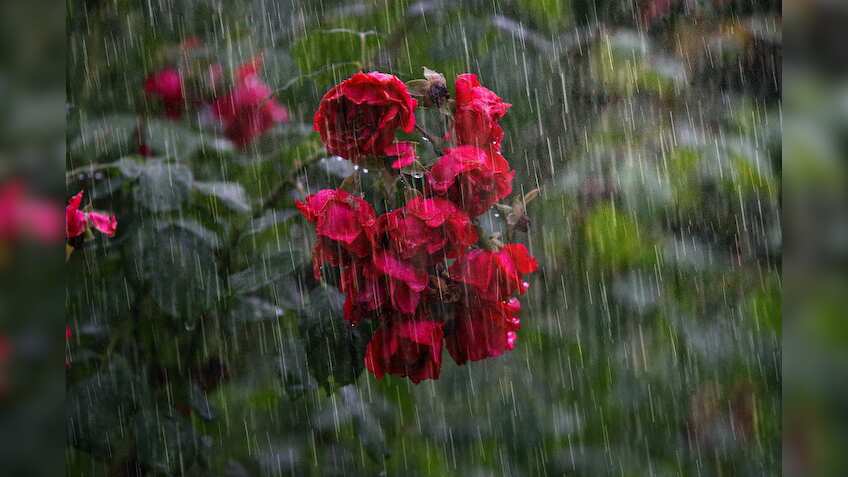 Maharashtra Weather News: Early monsoon brings heavy rain, several stranded; train services halted in Mumbai