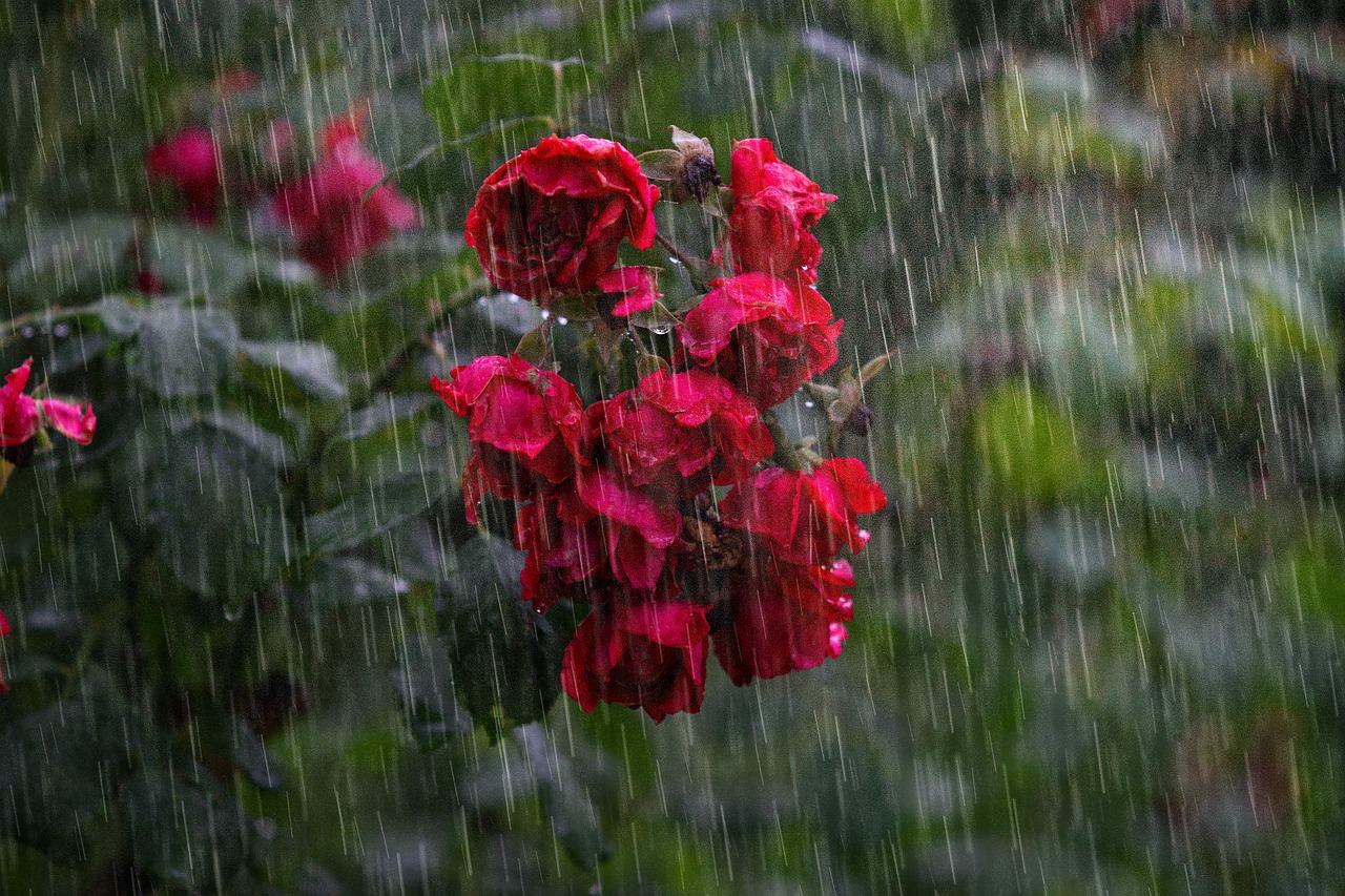 Maharashtra Weather News: Early monsoon brings heavy rain, several stranded; train services halted in Mumbai