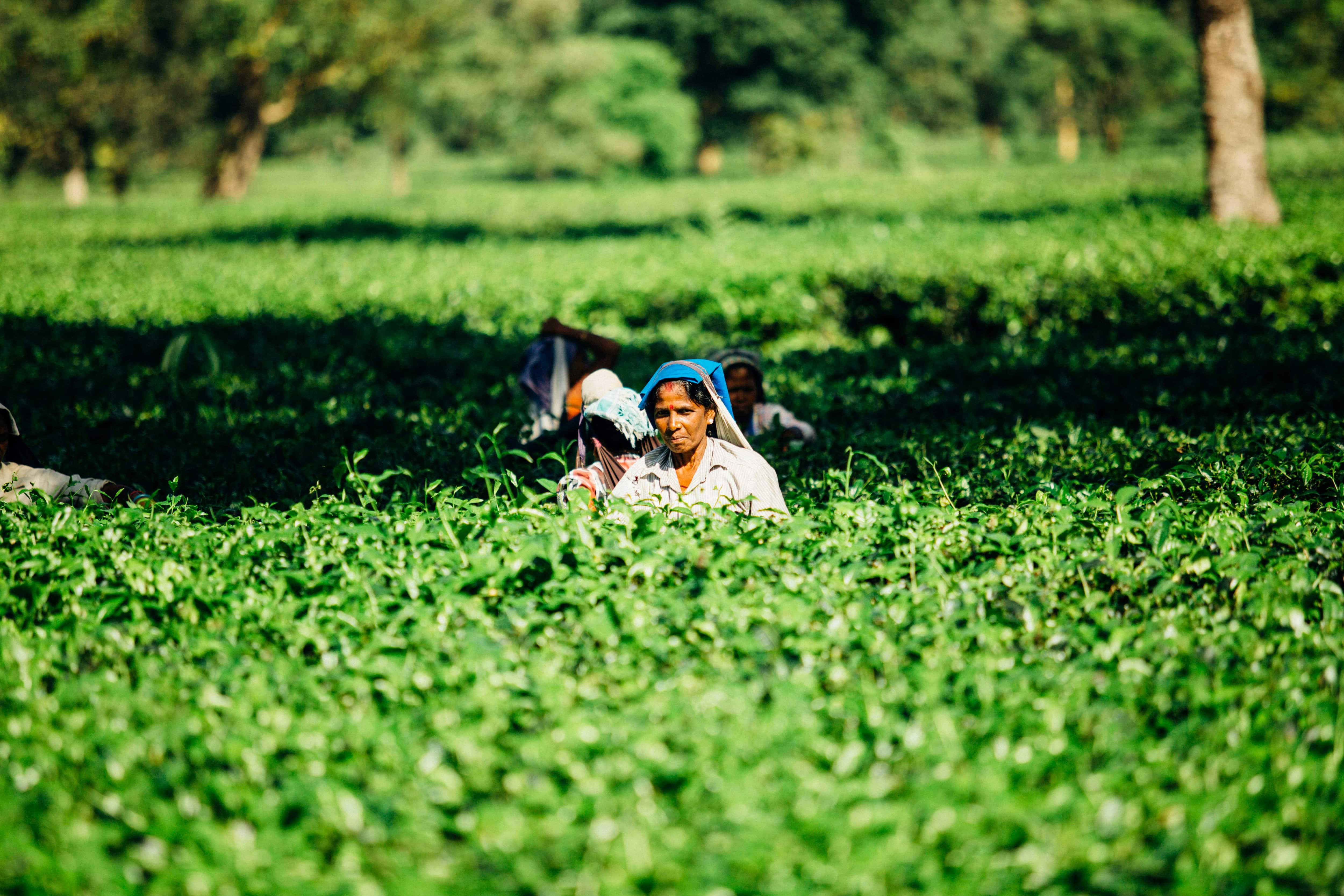 Agrochemical Growth Agrochemical Growth