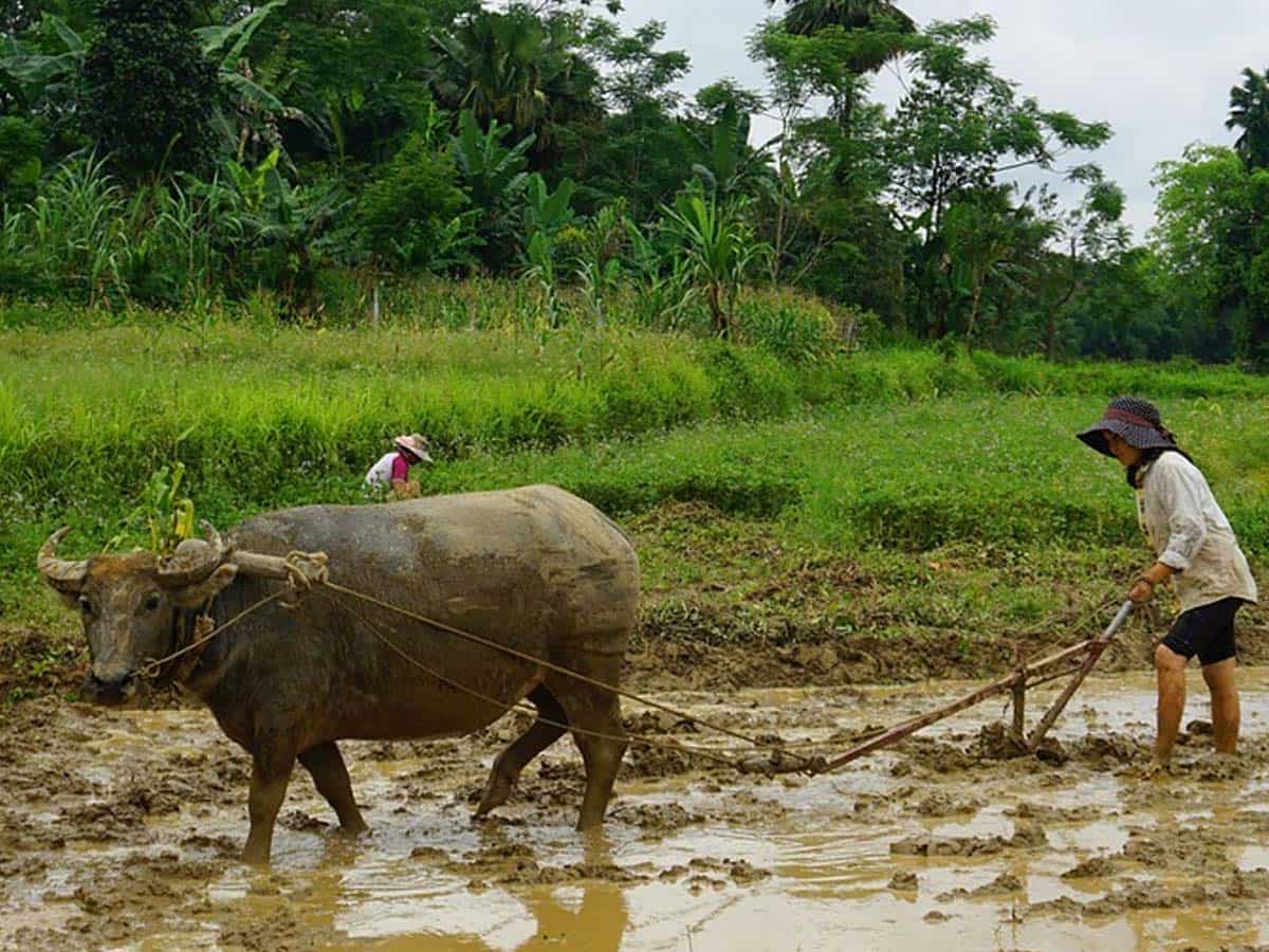 Agri &amp; Farmer Income: Own Murrah or Jafarabadi