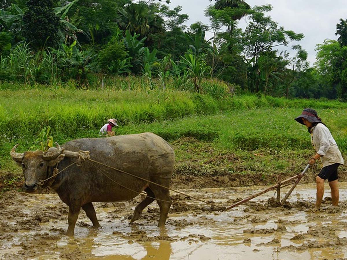 Agri & Farmer Income: Own Murrah or Jafarabadi