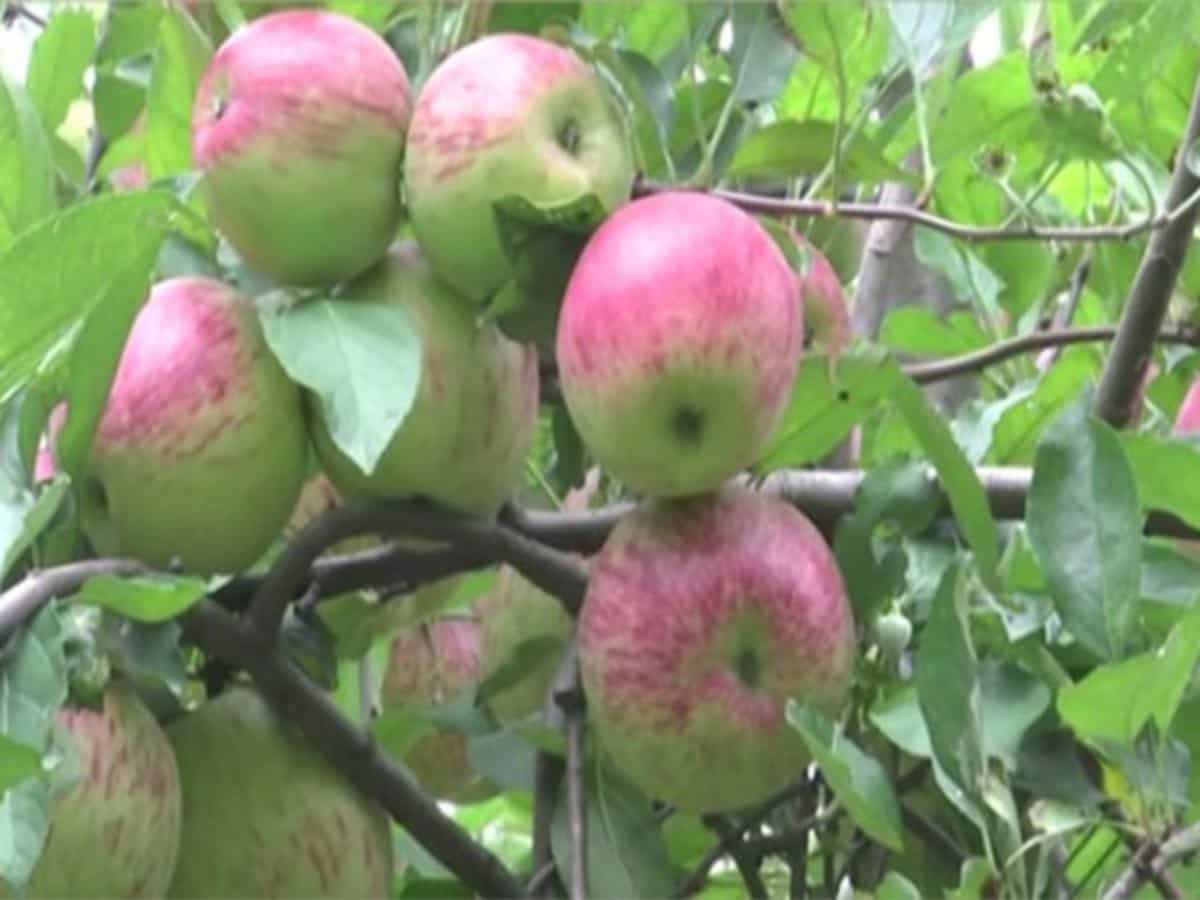 Farmers applaud Apple MIP hike, demand strict enforcement and 100% import duty on foreign Apples