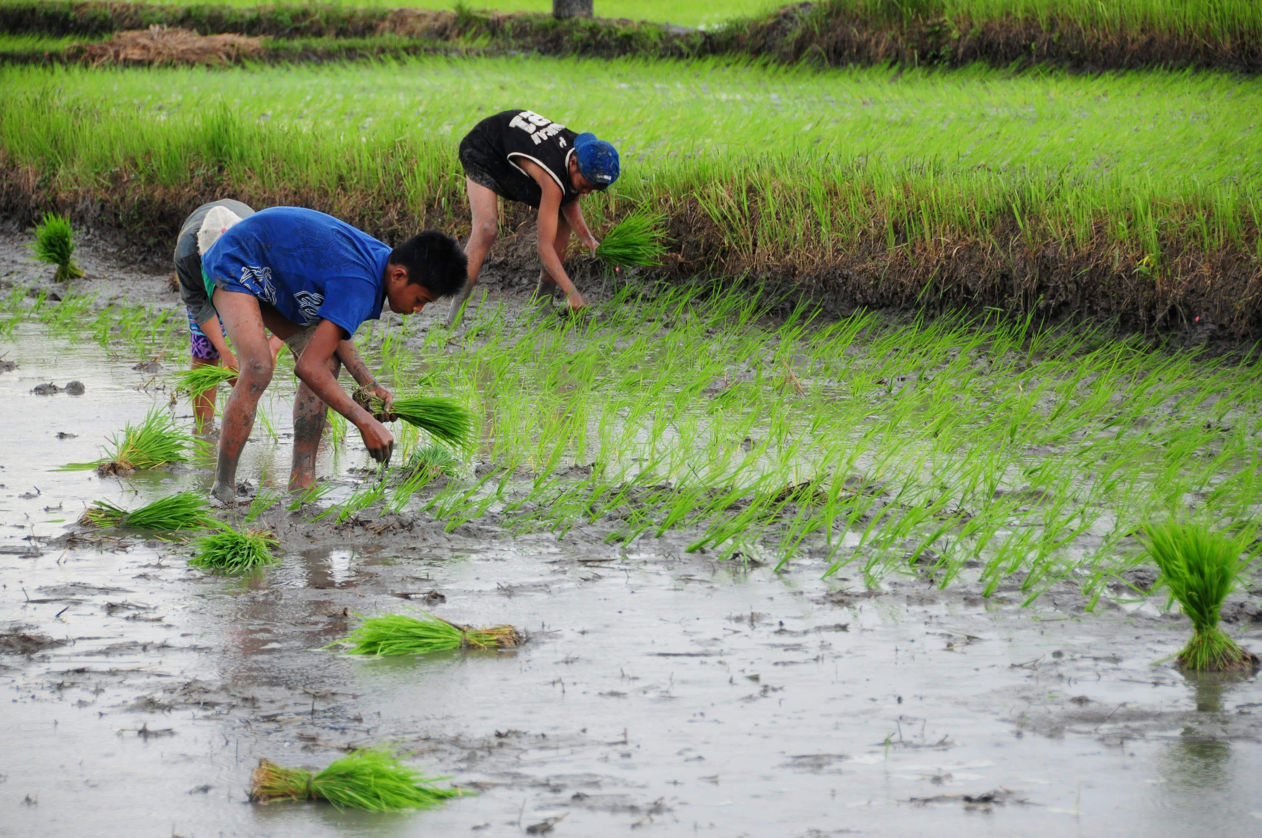 Major rice-producing states, including Bihar, Andhra Pradesh and Assam ...
