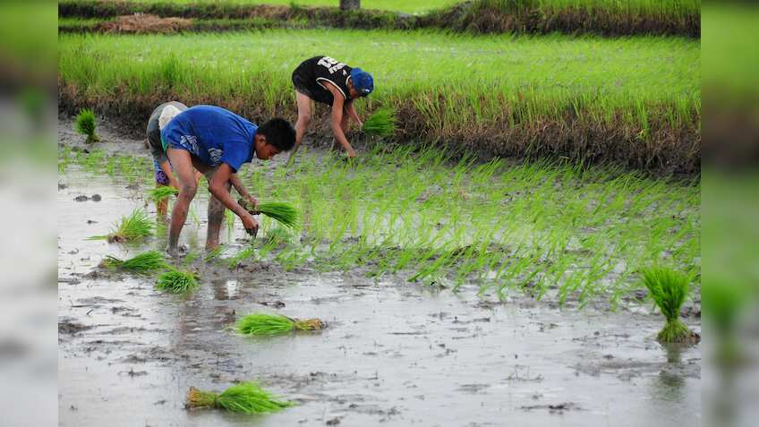 Major rice-producing states, including Bihar, Andhra Pradesh and Assam ...