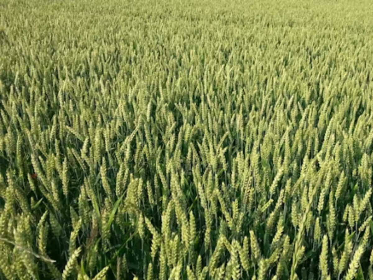 Kharif sowing up 4.1% YoY, set to ease food inflation: Report