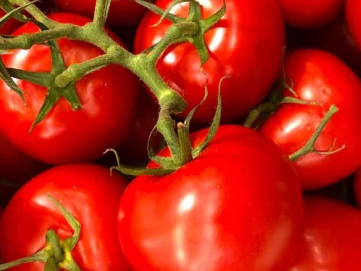Delhi tomato price cools to Rs 73/kg from Rs 85 in July-end; 'thali' rates easing?
