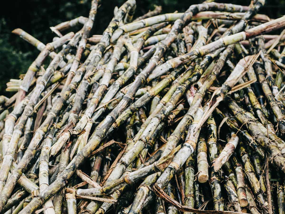 Sugar industry welcome top court's dismissal of plea challenging E20 ethanol blending